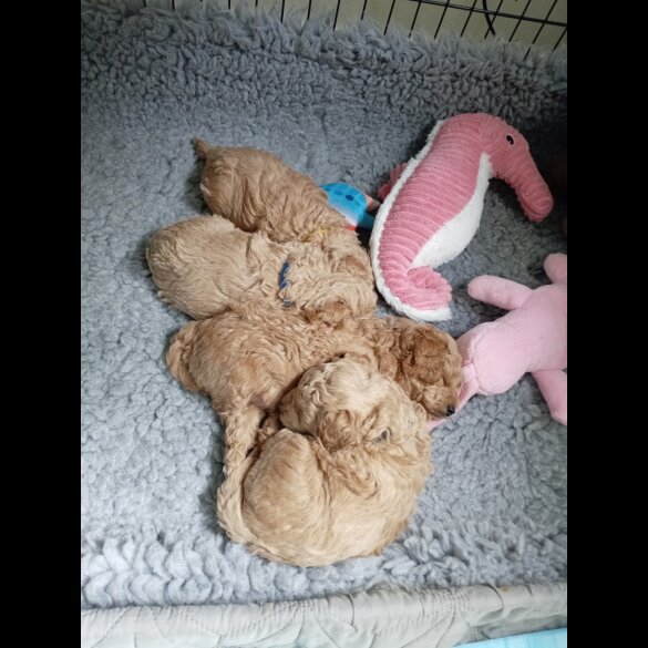 Maltipoo - Both