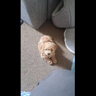 Maltipoo - Both