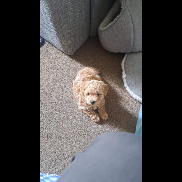 Maltipoo - Both