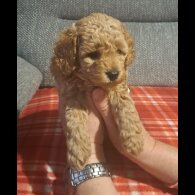 Maltipoo - Both