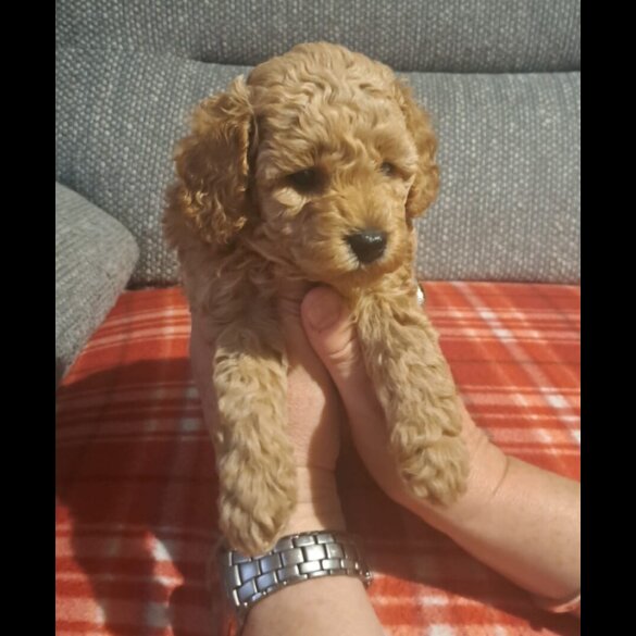 Maltipoo - Both