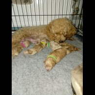 Maltipoo - Both