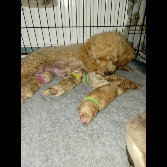 Maltipoo - Both