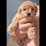 Maltipoo - Both