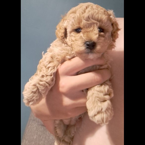 Maltipoo - Both