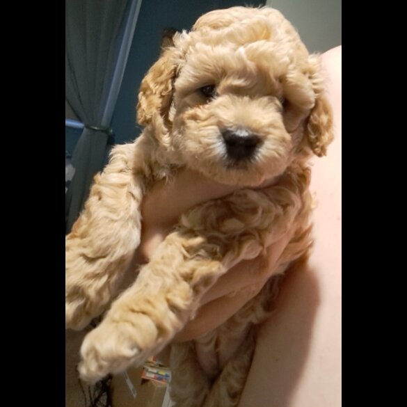 Maltipoo - Both