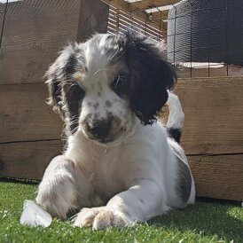Cockapoo - Both