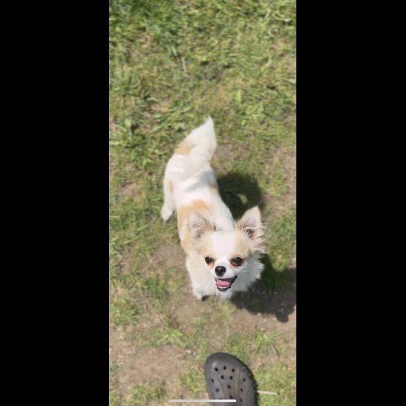 Chihuahua