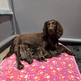 Cocker Spaniel (Working &amp; Show) - Both