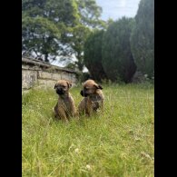 Border Terrier - Dogs