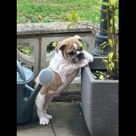 English Bulldog - Both