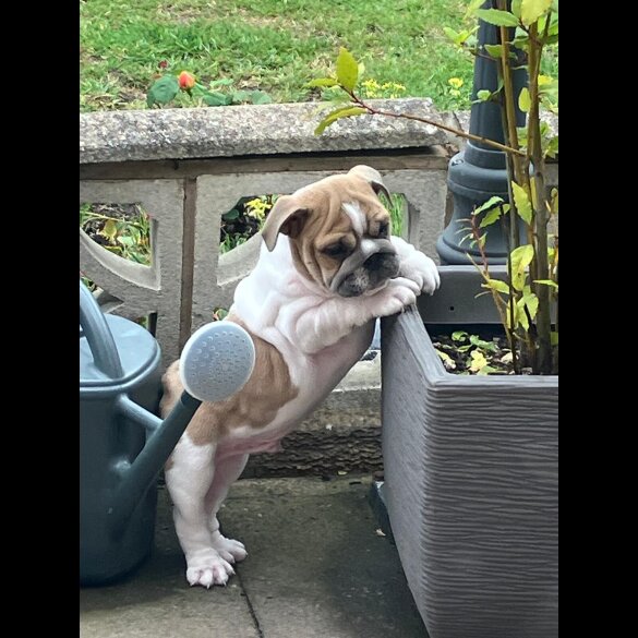 English Bulldog - Both