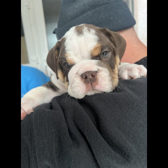 English Bulldog - Both