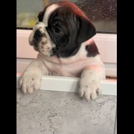 English Bulldog - Both