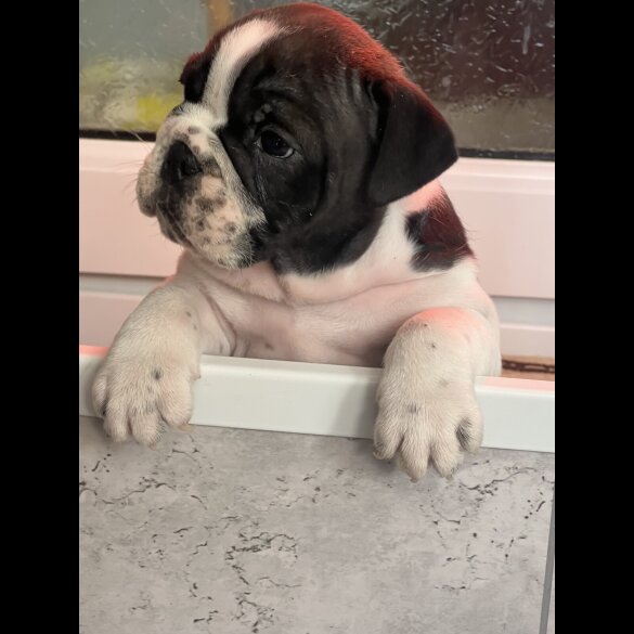 English Bulldog - Both