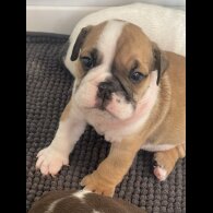English Bulldog - Both