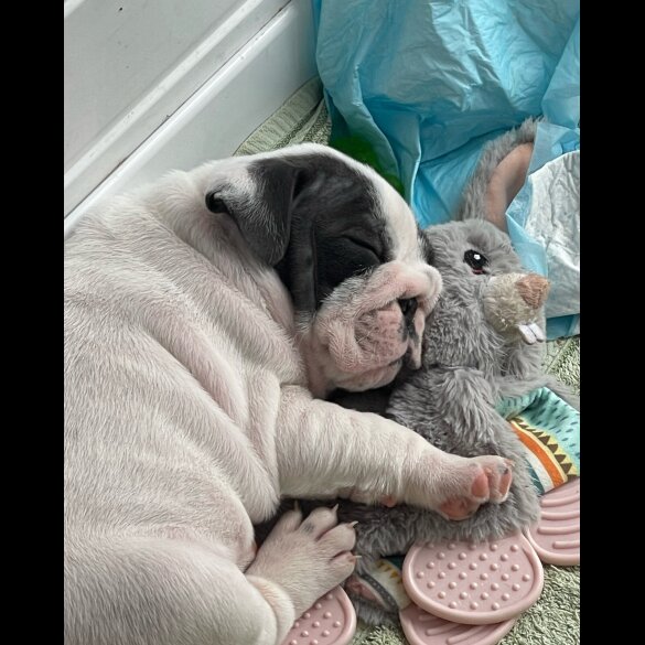 English Bulldog - Both