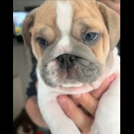 English Bulldog - Both