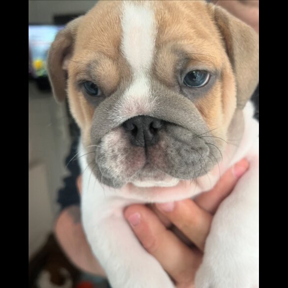 English Bulldog - Both