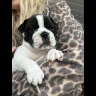 English Bulldog - Both