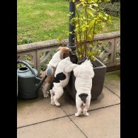 English Bulldog - Both