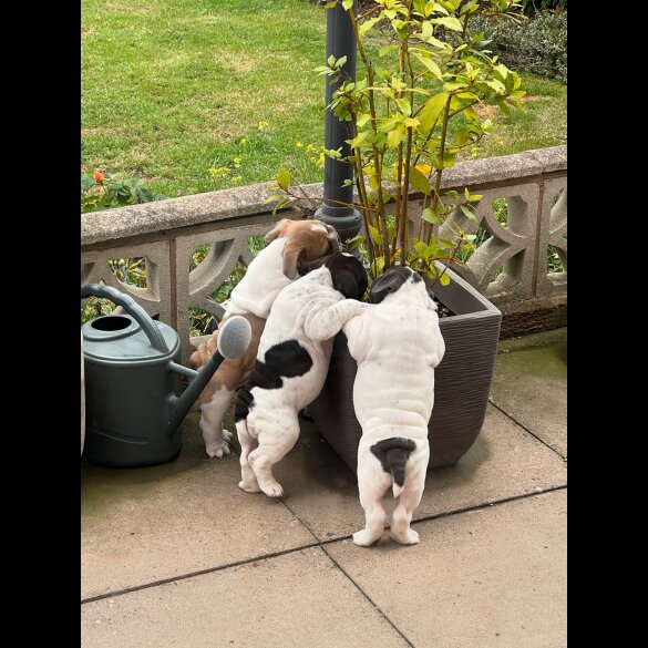 English Bulldog - Both