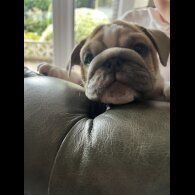 English Bulldog - Both