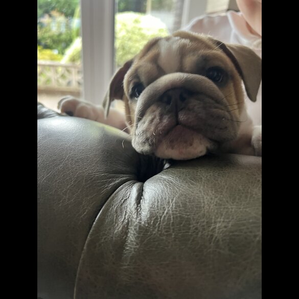 English Bulldog - Both