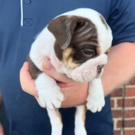 English Bulldog - Both