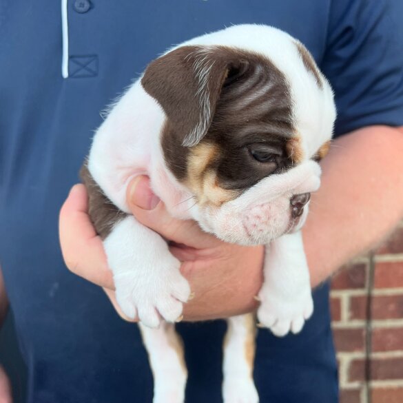 English Bulldog - Both