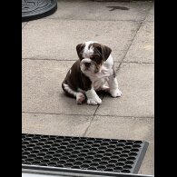 English Bulldog - Both