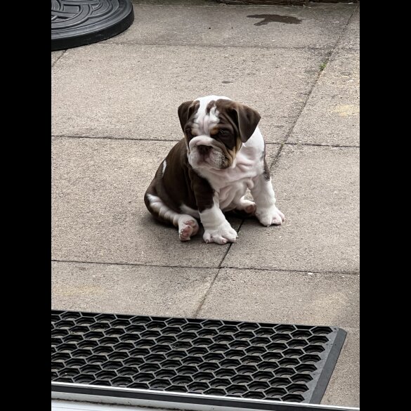 English Bulldog - Both