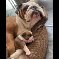 English Bulldog - Both