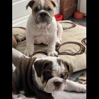English Bulldog - Both