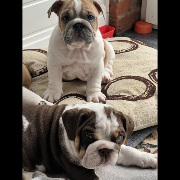 English Bulldog - Both