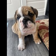 English Bulldog - Both