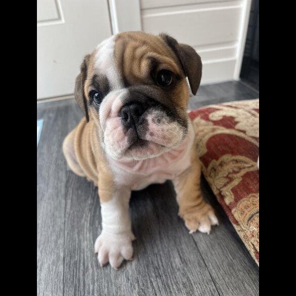 English Bulldog - Both