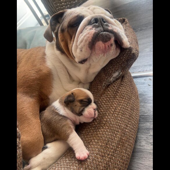 English Bulldog - Both
