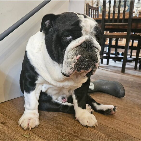 English Bulldog - Both