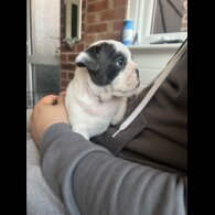 English Bulldog - Both