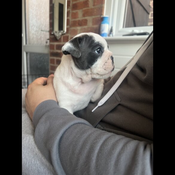 English Bulldog - Both