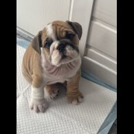 English Bulldog - Both