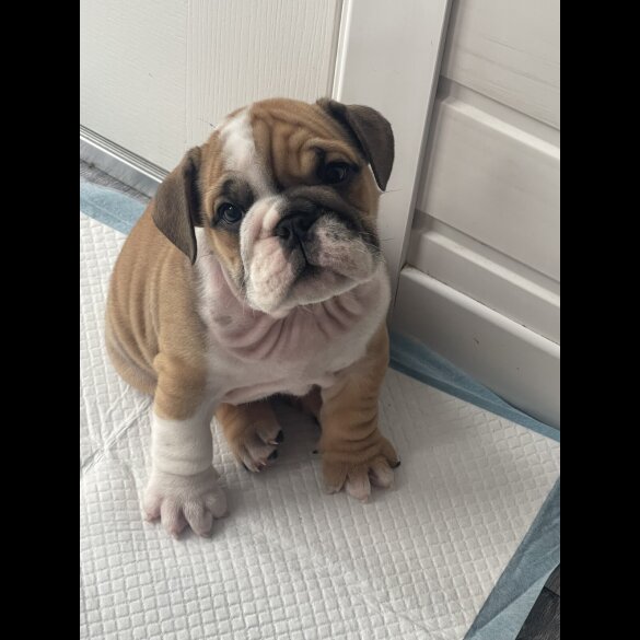 English Bulldog - Both