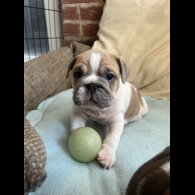 English Bulldog - Both