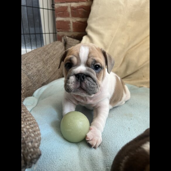 English Bulldog - Both