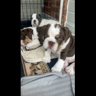 English Bulldog - Both