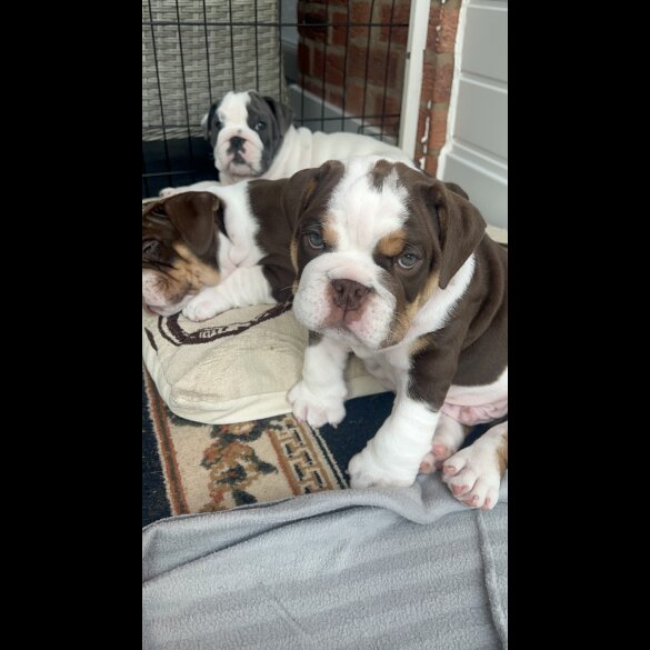 English Bulldog - Both