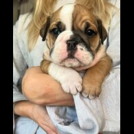 English Bulldog - Both