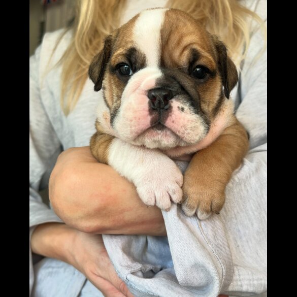 English Bulldog - Both