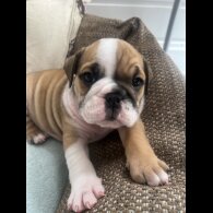 English Bulldog - Both
